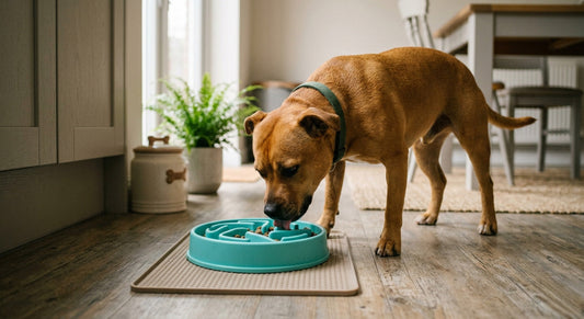 How Slow Feeder Bowls for Dogs Can Help Prevent Bloat and What to Look For in 2026 - Pawembrace.com