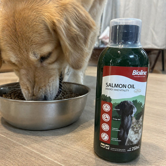 Golden retriever eating from bowl next to Bioline salmon oil pet supplement bottle