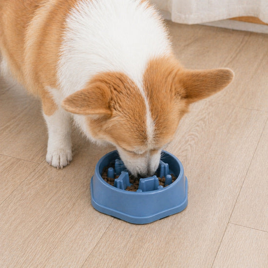 Dog eating from blue slow feeder bowl on wooden floor