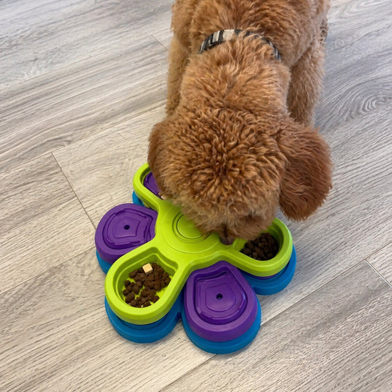Dog eating from a colorful interactive slow feeder puzzle bowl on a wooden floor