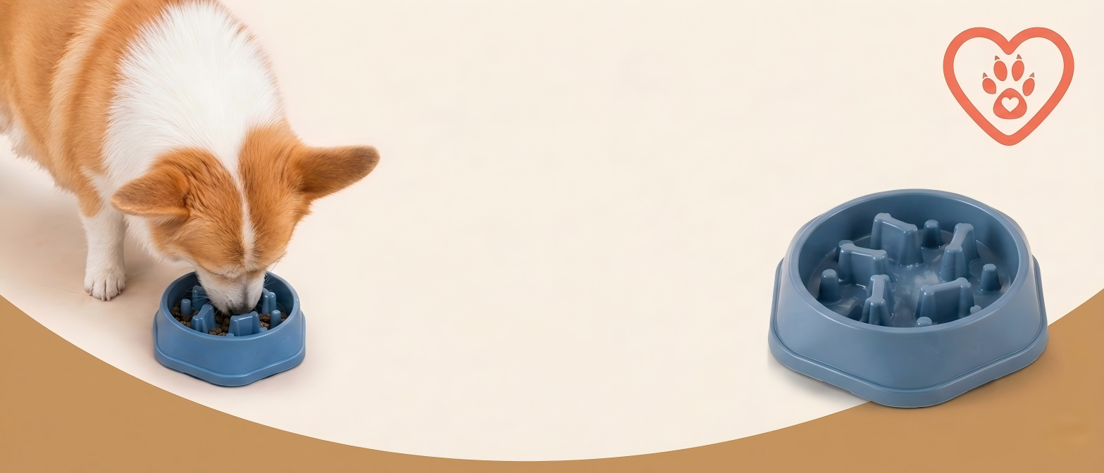 Corgi eating from blue slow feeder dog bowl on neutral background