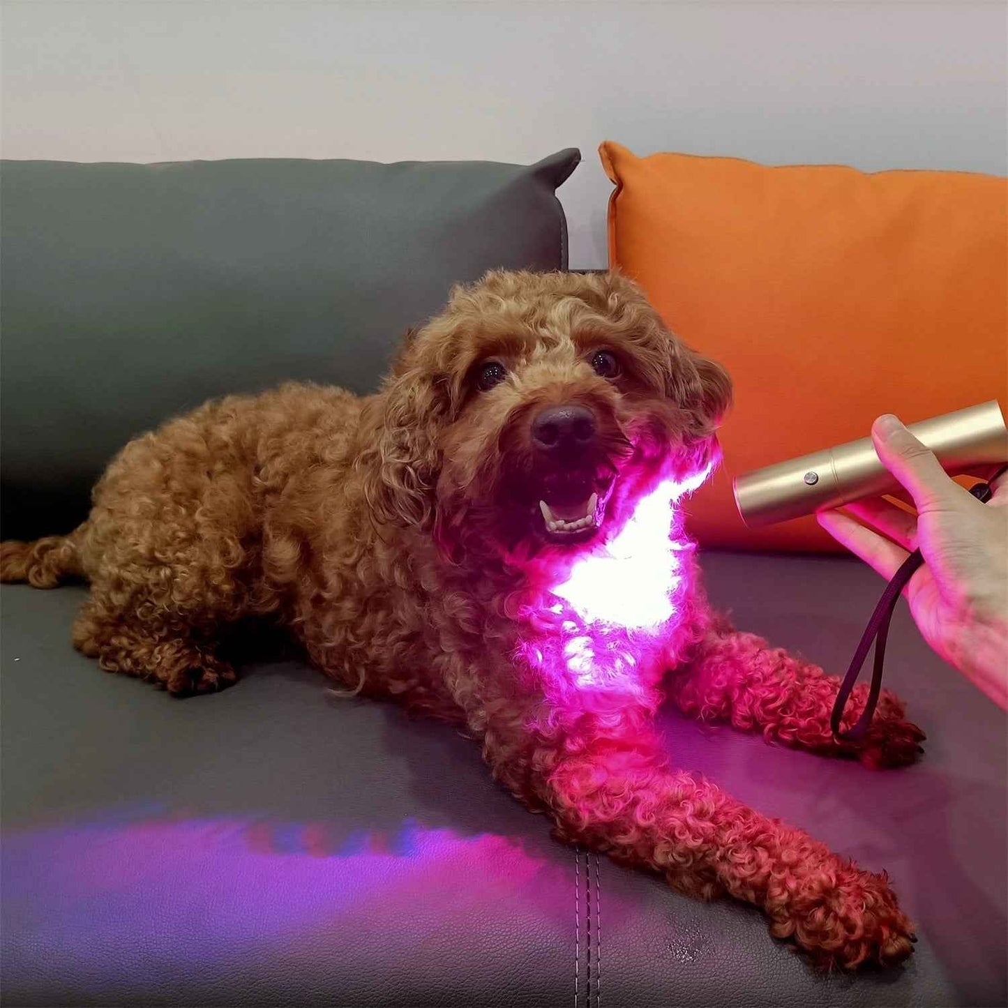 Near Infrared LED Red Light Therapy Torch with 5 Colors for Health of Dogs and Cats